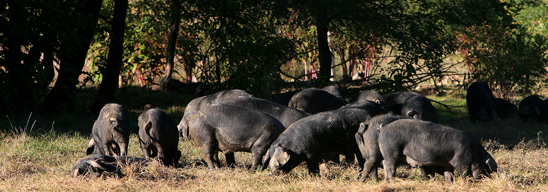 porc noir de bigorre