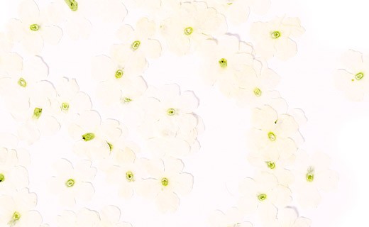 Flores secas de verbena blanca comestibles - Neworks