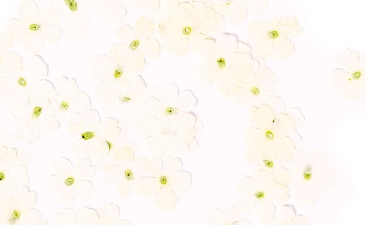 Flores secas de verbena blanca comestibles - Neworks