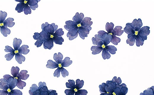 Flores secas de verbena azul comestibles - Neworks