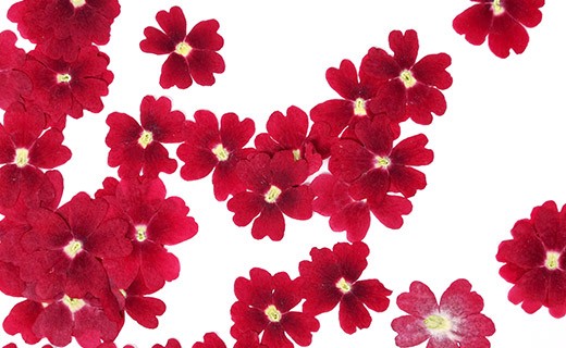 Flores secas de verbena roja comestibles - Neworks