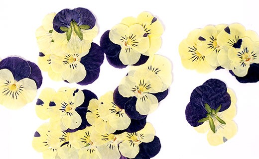 Flores secas de violeta cometibles - Neworks